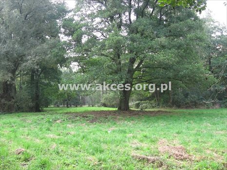 Działka budowlana na sprzedaż Budy-Grzybek, Księdza Baranowskiego 10 000m2 Foto 5