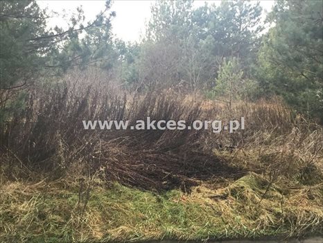 Działka budowlana na sprzedaż Łoś, Łoś 1 000m2 Foto 4