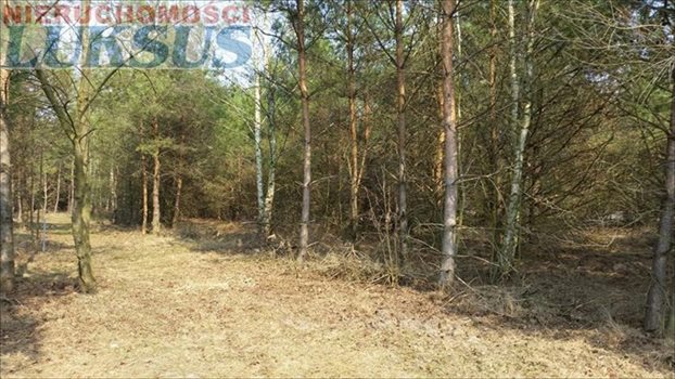 Działka budowlana na sprzedaż Łoś, Łoś 1 000m2 Foto 2