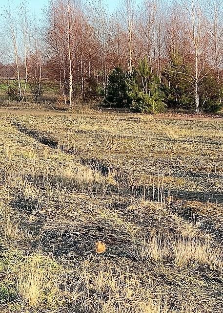 Działka inna na sprzedaż Wierzyce 1 600m2 Foto 1