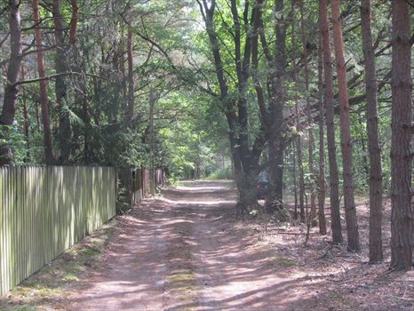 Działka budowlana na sprzedaż Ruda 10 500m2 Foto 4