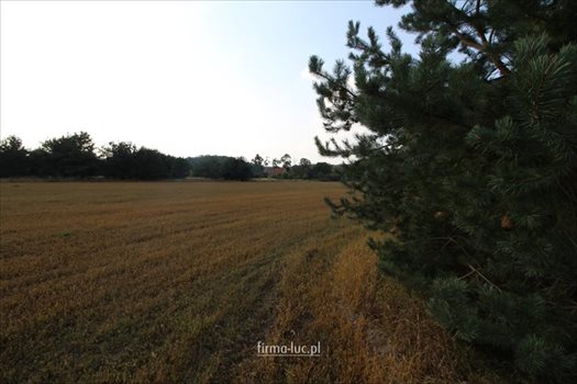 Działka rolna na sprzedaż Bogdaniec 1 500m2 Foto 4
