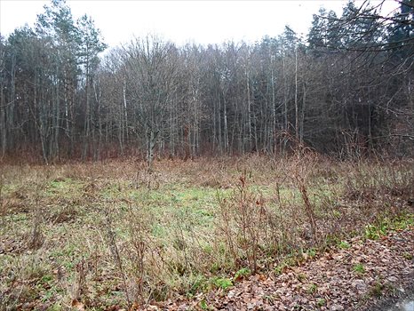 Działka budowlana na sprzedaż Tumiany 4 482m2 Foto 2