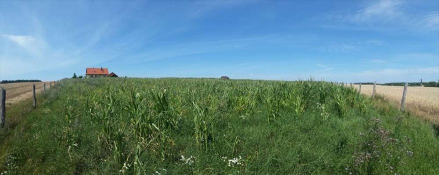 Działka budowlana na sprzedaż Powidz 3 700m2 Foto 1