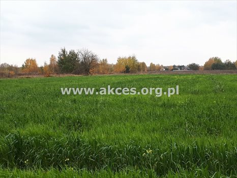 Działka budowlana na sprzedaż Wólka Kozodawska 16 000m2 Foto 5