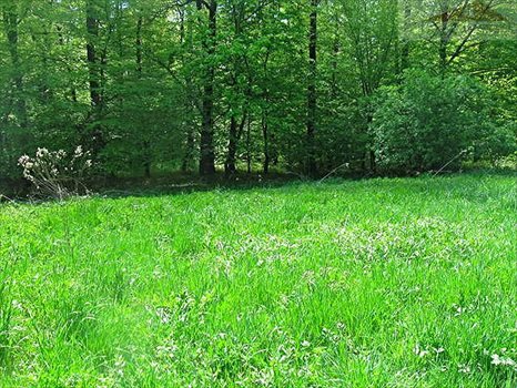 Działka rekreacyjna na sprzedaż Ujkowice 2 600m2 Foto 7