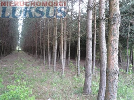 Działka inna na sprzedaż Many 12 200m2 Foto 10