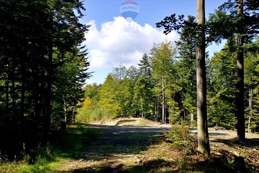 Działka inwestycyjna na sprzedaż Międzybrodzie Żywieckie 5 596m2 Foto 6