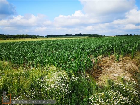 Działka budowlana na sprzedaż Bibice 1 095m2 Foto 2
