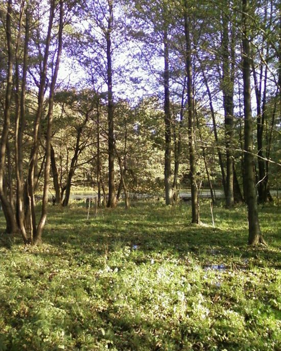 Działka budowlana na sprzedaż Wołowe Lasy N/Notecią, gm. Człopa 1 500m2 Foto 5