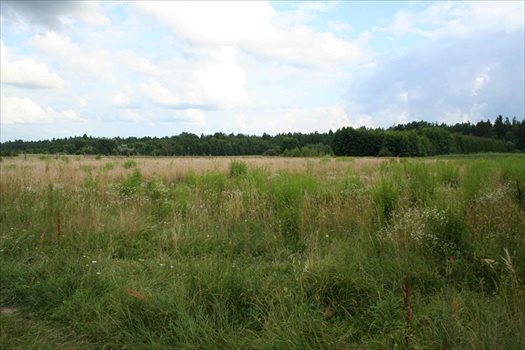 Działka na sprzedaż Podolany, Podolany 4 000m2 Foto 4