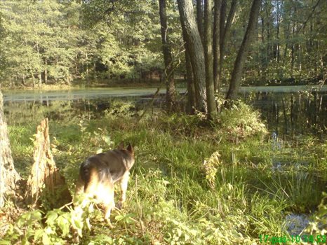 Działka budowlana na sprzedaż Wołowe Lasy N/Notecią, gm. Człopa 1 500m2 Foto 6