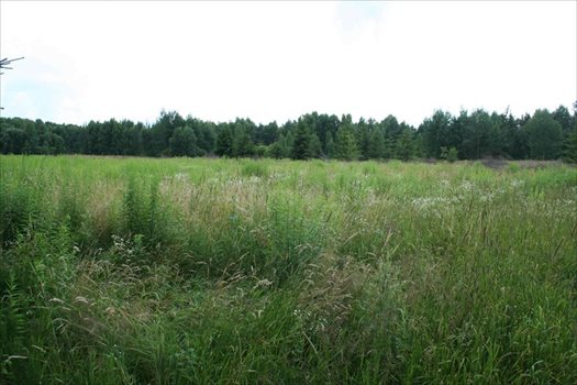 Działka na sprzedaż Podolany, Podolany 4 000m2 Foto 3