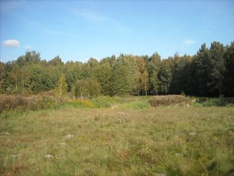 Działka budowlana na sprzedaż Oborniki Śląskie, Siemianice 5 000m2 Foto 6