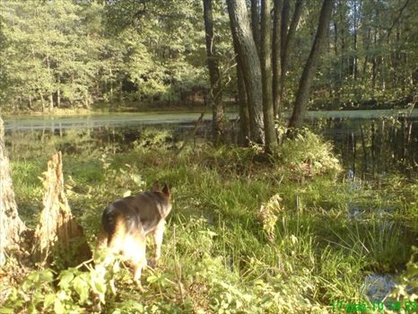 Działka budowlana na sprzedaż Wołowe Lasy N/Notecią, gm. Człopa 1 500m2 Foto 7