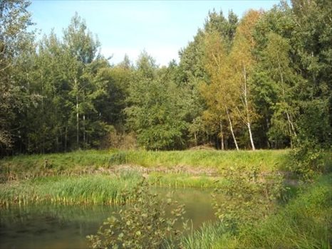 Działka budowlana na sprzedaż Oborniki Śląskie, Siemianice 5 000m2 Foto 5