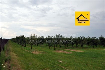 Polecam działkę 9893 m² z uzbrojeniem i drzewami owocowymi działka Sławacinek Nowy