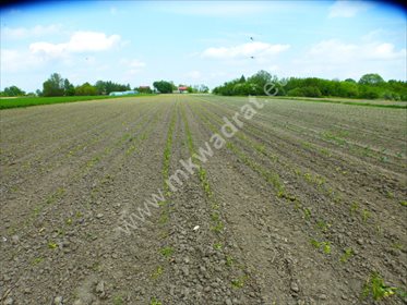 Dom na sprzedaż Piorunów 100m2 Foto 3