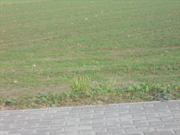 Działka inwestycyjna na sprzedaż Wąbrzeźno 2 184m2 Foto 1