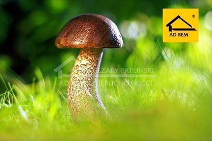 działka na sprzedaż 20570m2 działka Pieszowola, Pieszowola