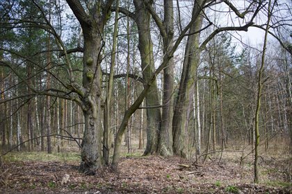działka na sprzedaż 4135m2 działka Warszawa, Wesoła, Stara Miłosna, Torfowa