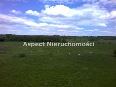Działka budowlana na sprzedaż Królewo, Królewo, Królewo 9 426m2 Foto 5