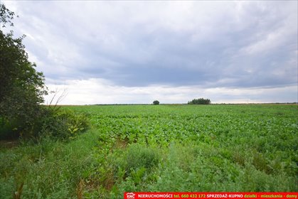 działka na sprzedaż 6000m2 działka Osmolice Pierwsze