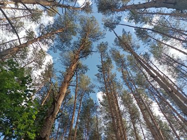 Do sprzedania działka leśna 2000 m² z przyłączami w Hornówku działka Hornówek, Szyszkowa