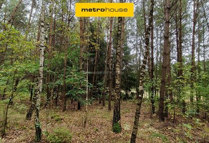 Sprzedam działkę leśną 30 060 m² z 100-letnim starodrzewem działka Mława, Piekiełko