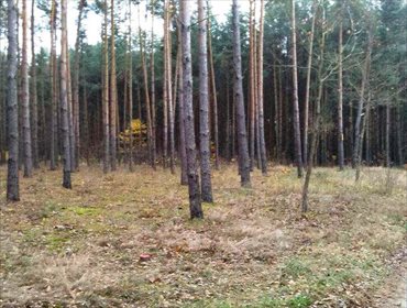 działka na sprzedaż 1200m2 działka Radziejowice, Radziejowice, Adamów Parcel