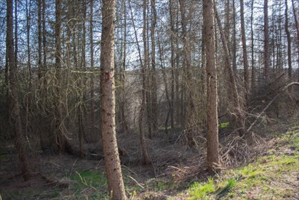 Leśny kompleks 1,54 ha z UPUL – inwestycja i źródło drewna działka Łopuszka Wielka