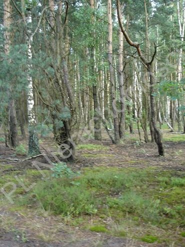 Działka leśna na sprzedaż Ołdakowizna 7 774m2 Foto 2