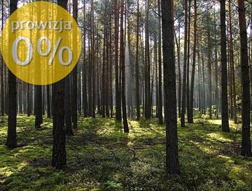 Działka leśna na sprzedaż Rostki Wielkie 50 000m2 Foto 1