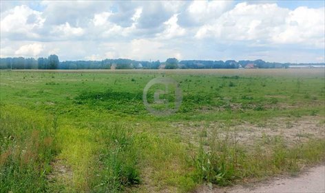 Na sprzedaż działki 1200 m² przy lesie z mediami i utwardzoną drogą działka Dziersławice