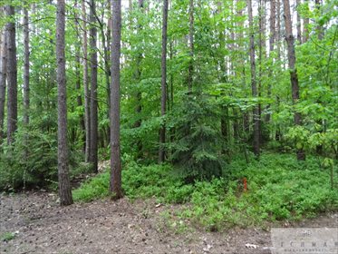 Działka leśna z prawem budowy na sprzedaż Kwiatkowice-Las 2 420m2 Foto 7