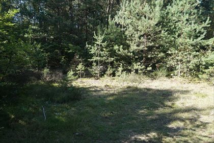 działka na sprzedaż 4200m2 działka Swolszewice Małe, Tomaszów Mazowiecki