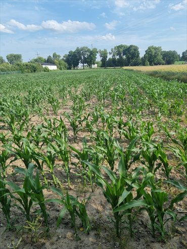 działka na sprzedaż 2500m2 działka Tuszyn, Tuszyn, Wschodnia