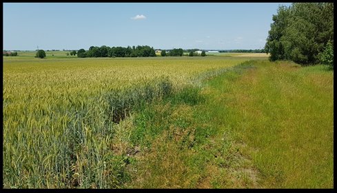 działka na sprzedaż 890m2 działka Kępno