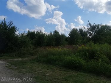 Działka budowlana na sprzedaż Ryki 8 707m2 Foto 6