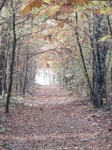 działka na sprzedaż 11500m2 działka Bogatki