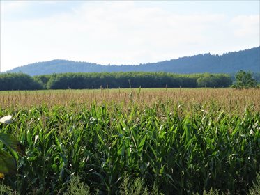 Działka rekreacyjna na sprzedaż Słupice 7 500m2 Foto 3