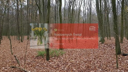 działka na sprzedaż 5800m2 działka Samoklęski