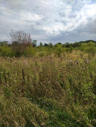 działka na sprzedaż 3001m2 działka Pyrzyce