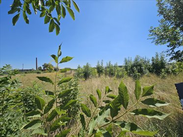 Na sprzedaż duża działka 5180 m² w Śmiglu z warunkami zabudowy działka Śmigiel