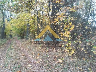 Działka leśna na sprzedaż Suchowo 19 300m2 Foto 1