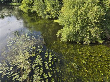 Działka leśna 700 m² nad Wkrą w Bolecinie zapraszam działka Bolecin, sochocin