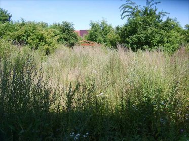 działka na sprzedaż 882m2 działka Lipiany, Centrum