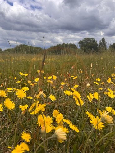 Działka 1501 m² z warunkami zabudowy, las i jezioro działka Regiel