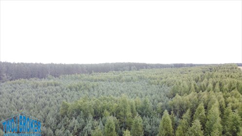 Działka 16,7 ha lasu (sosny, modrzewie) w Bińczu działka Bińcze