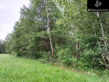 Działka leśna 6 500 m² w Starawieści - polecam! działka Starawieś